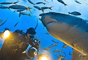 Ah yes ! A visit from the world's sweetest shark - Emma !... by Steven Anderson 